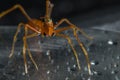 Macro shot of a spider on a gray surface Royalty Free Stock Photo