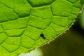 macro shot of a spider hiding under a green leaf