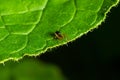 macro shot of a spider hiding under a green leaf