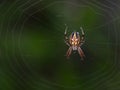 Macro shot of a spider in its natural environment on blurred background Royalty Free Stock Photo