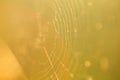 Macro shot of a spider web without sunset in the open air Royalty Free Stock Photo