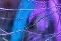 Macro shot of spiderweb with dewdrops on a blurry colorful background Royalty Free Stock Photo