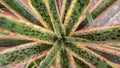 Macro Shot of a Spikey Aloe Plant Background Royalty Free Stock Photo