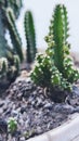 Macro Shot of a Spiky, Miniature Cactus Plant Royalty Free Stock Photo