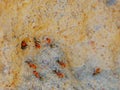 Macro shot of spinifex termites entering and exiting a cathedral termite mound in australia`s northern territory