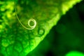 Macro shot of a spiral leaf of cucumber Royalty Free Stock Photo