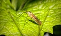 Macro shot of a spotted cranefly on a green leaf