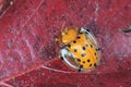 Macro shot of a spotted Tortoise beetle