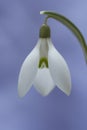 Macro shot of spring flower snowdrop on blue background Royalty Free Stock Photo