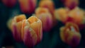 Macro shot of spring flowers. Closeup tulip on green background. Nature concept.