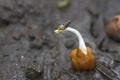 Closeup shot of sprouted black gram bean with