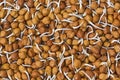 Closeup shot of sprouted black gram beans