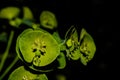 Wood spurge in close-up.Euphorbia amygdaloides