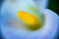 Macro shot of stamen in a calla lily flower Royalty Free Stock Photo