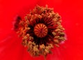 Macro Shot Of Stamen Of Common Poppy Papaver Rhoeas Flower, Inside View Of Red Color Poppy Flower