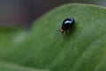 Macro shot of a Steel blue ladybird bug on green leaf Royalty Free Stock Photo