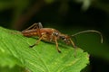 Macro shot of a Stenocorus Meridianus beetle on a green leaf Royalty Free Stock Photo
