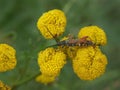 Macro shot of a stenopterus rufus bug on blooming yellow flowers Royalty Free Stock Photo