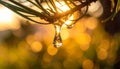 Macro shot of sticky tree sap dripping from a pine branch in golden sunlight image Royalty Free Stock Photo