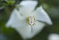 Macro shot of stigma of a Lilly flower