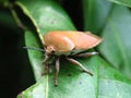 Macro shot of a stink bug with beady little red eyes on a big green leaf in the woods Royalty Free Stock Photo