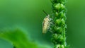 Macro shot of a stink bug (Pentatomidae) on grass Royalty Free Stock Photo