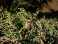 Macro shot of striped snail - The white-lipped snail or garden banded snail Cepaea hortensis crawling on green leaves of a plant Royalty Free Stock Photo