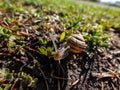 Macro shot of striped snail - The white-lipped snail or garden banded snail Cepaea hortensis crawling on the ground in sunlight Royalty Free Stock Photo