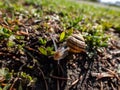 Macro shot of striped snail - The white-lipped snail or garden banded snail (Cepaea hortensis) crawling on the ground Royalty Free Stock Photo