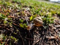 The white-lipped snail or garden banded snail (Cepaea hortensis) crawling on the ground in sunlight Royalty Free Stock Photo