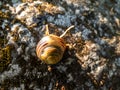 Macro shot of striped snail - The white-lipped snail or garden banded snail Cepaea hortensis in a shell on moss in sunlight Royalty Free Stock Photo
