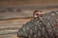 Macro shot of a strobilurus tenacellus mushroom, commonly known as the pinecone cap Royalty Free Stock Photo