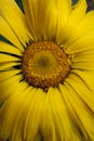 A macro shot of sunflower