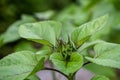 A macro shot of a sunflower flash flower bud Royalty Free Stock Photo