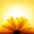 Macro shot of sunflower on yellow background