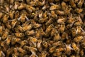 Macro shot of a swarm of bees, clustered together on one another in a small area