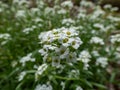 Macro shot of Sweet alyssum Lobularia maritima white carpet of tiny flowers Royalty Free Stock Photo