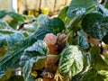 Macro shot of sweet, ripe golden - yellow raspberry fruit growing on green raspberry plant (Rubus idaeus) Royalty Free Stock Photo