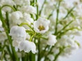 Macro shot of sweetly scented, pendent, bell-shaped white flowers of Lily of the valley Convallaria majalis in a bouquet Royalty Free Stock Photo