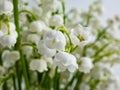 Macro shot of sweetly scented, pendent, bell-shaped white flowers of Lily of the valley Convallaria majalis in a bouquet Royalty Free Stock Photo