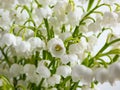 Macro shot of sweetly scented, pendent, bell-shaped white flowers of Lily of the valley Convallaria majalis in a bouquet Royalty Free Stock Photo