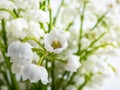 Macro shot of sweetly scented, pendent, bell-shaped white flowers of Lily of the valley Convallaria majalis in a bouquet Royalty Free Stock Photo