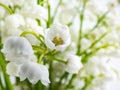 Macro shot of sweetly scented, pendent, bell-shaped white flowers of Lily of the valley Convallaria majalis in a bouquet Royalty Free Stock Photo