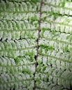 Macro shot of symmetry in plants and nature in Santa Elena Cloud Forest Reserve Costa Rica