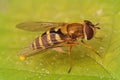 Macro shot of a syrphus ribesii hoverfly on a green leaf surface