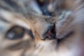 Macro shot of a tabby kitten's nose, animal details, sense of smell concept Royalty Free Stock Photo