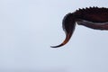 Macro shot of the tail of an Emperor scorpion against the white background Royalty Free Stock Photo