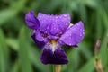 Water Droplets on Purple Iris Royalty Free Stock Photo