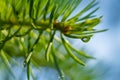 Macro shot. TDrops growths on coniferous needles. Royalty Free Stock Photo