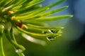 Macro shot. TDrops growths on coniferous needles. Royalty Free Stock Photo